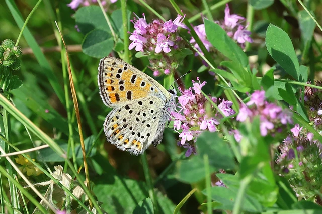Lycaena tityrus - barna tűzlepke