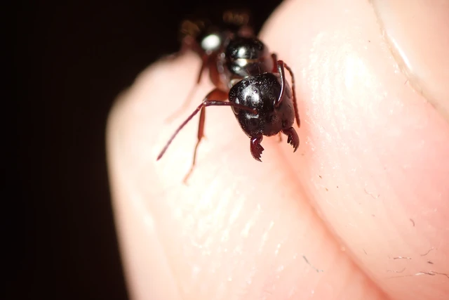 Camponotus fallax - ligeti lóhangya