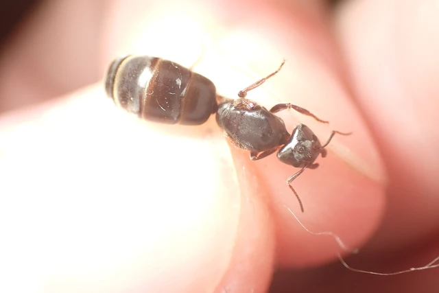 Liometopum microcephalum - tölgyfahangya