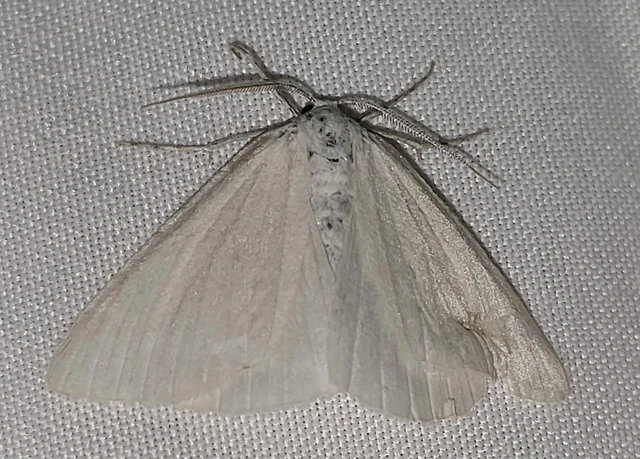 Pseudoterpna pruinata - hamvas zöldaraszoló