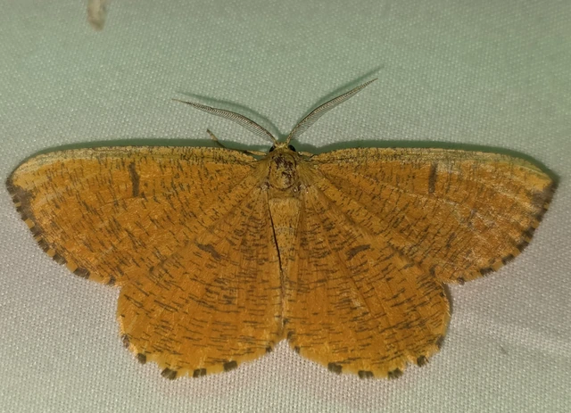 Angerona prunaria - sárga kökényaraszoló