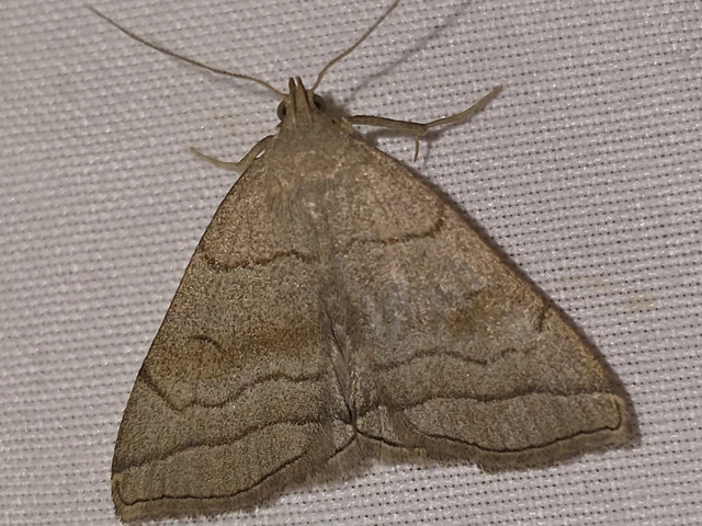 Herminia tarsicrinalis - szőröslábú karcsúbagoly