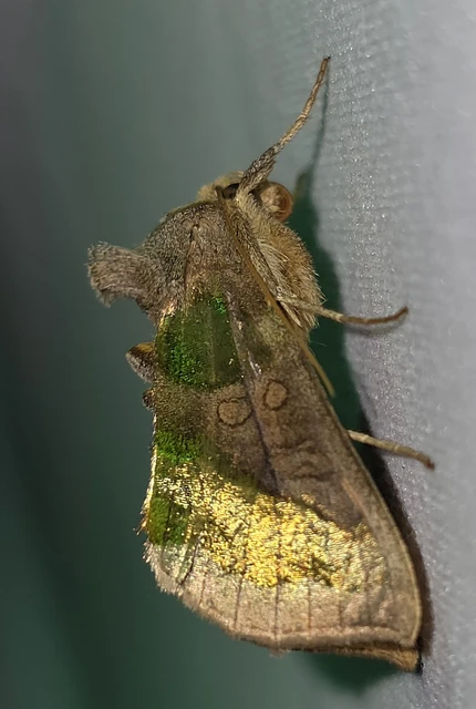 Diachrysia chrysitis/stenochrysis
