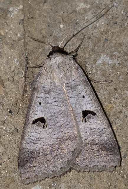 Lygephila pastinum - közönséges csüdfűbagoly