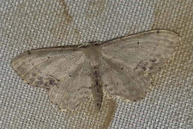 Idaea dimidiata - gyakori apróaraszoló