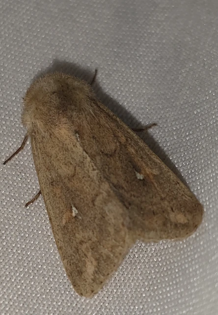Mythimna albipuncta - fehérpettyes rétibagoly
