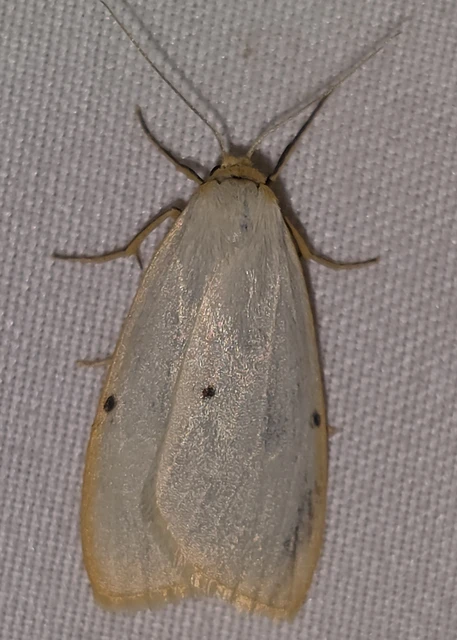 Cybosia mesomella - csontszínű molyszövő