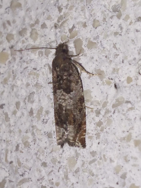 Ancylis achatana - márványos horgasmoly