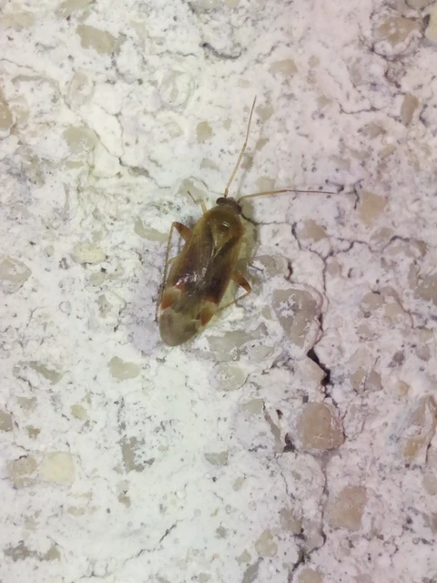 Miridae - mezeipoloskák
