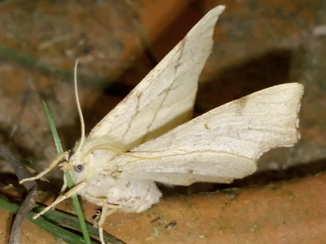 Ennomos erosaria - hársfa-levélaraszoló