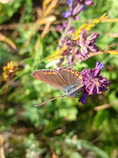 Polyommatus thersites - ibolyaszín boglárka