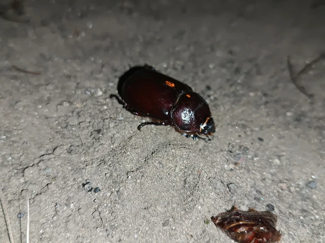 Oryctes nasicornis - orrszarvú bogár