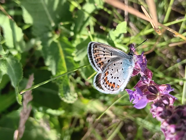 Plebejus argus - ezüstös boglárka