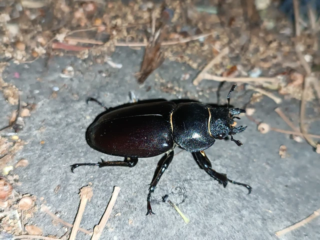 Lucanus cervus - nagy szarvasbogár