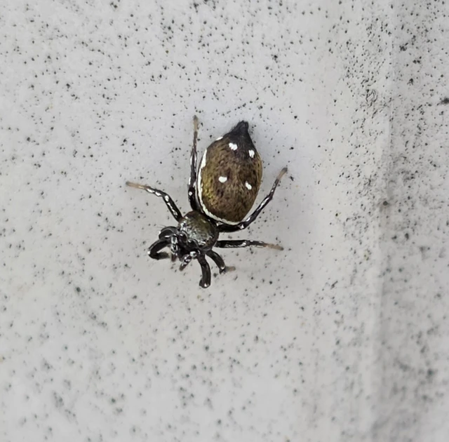 Heliophanus