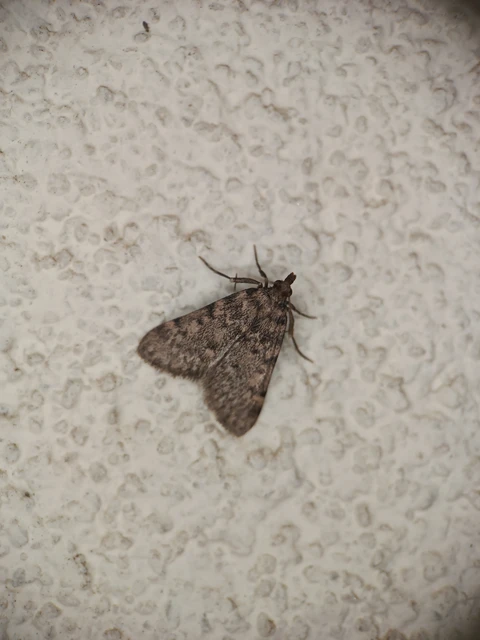 Aglossa pinguinalis - zsiradékmoly