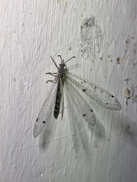 Distoleon tetragrammicus - négyfoltos hangyaleső