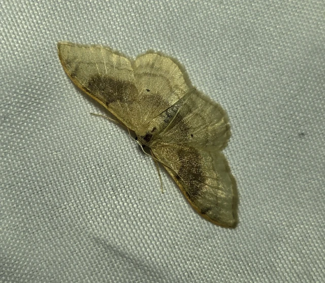 Idaea degeneraria - barnasávos araszoló