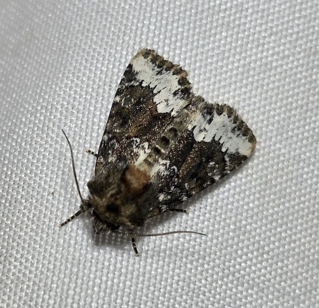 Oligia strigilis - kormos dudvabagoly