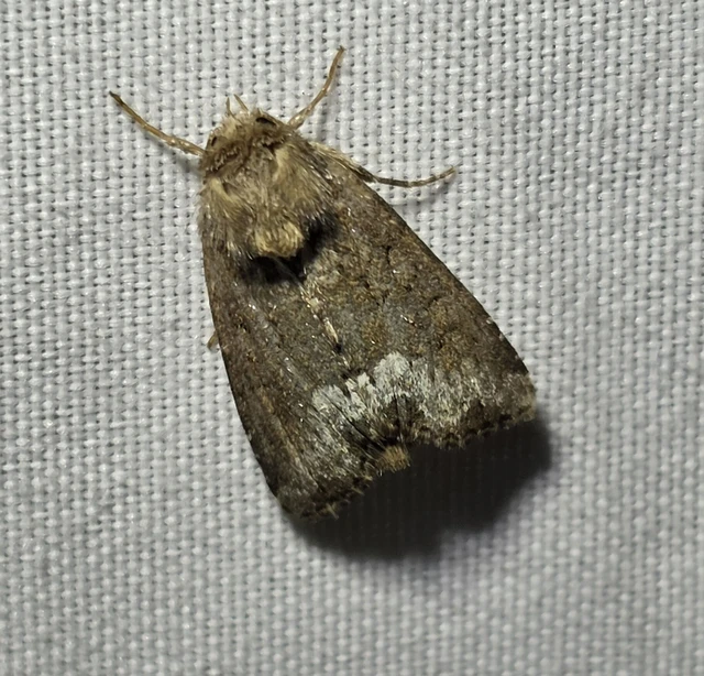 Oligia strigilis - kormos dudvabagoly