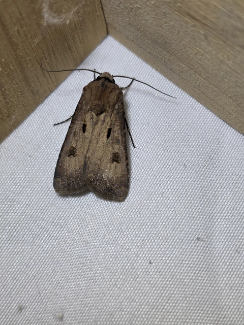Agrotis exclamationis - felkiáltójeles földibagoly