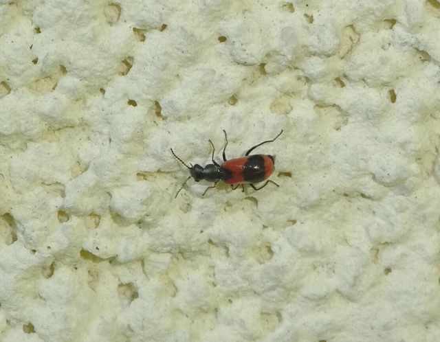 Anthocomus equestris - kétszínű bibircsesbogár