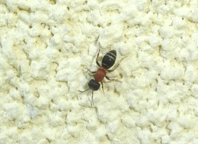 Mutillidae - hangyadarazsak