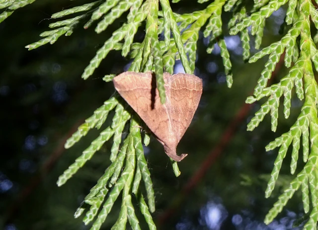 Pechipogo plumigeralis - tollascsápú karcsúbagoly