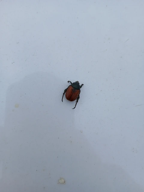Anisoplia lata - széles szipoly Anisoplia lata - széles szipoly