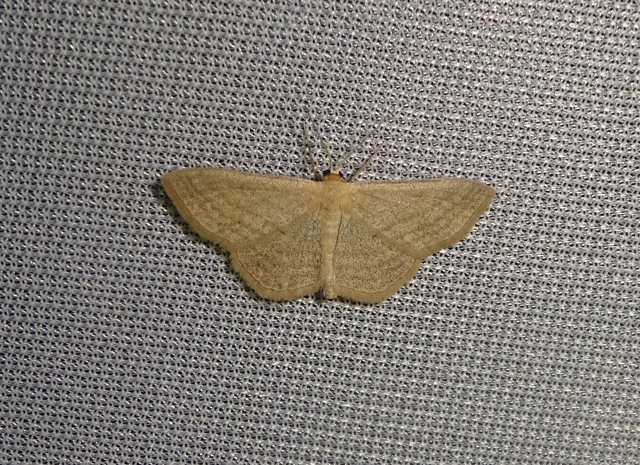 Scopula virgulata - vesszős sávosaraszoló