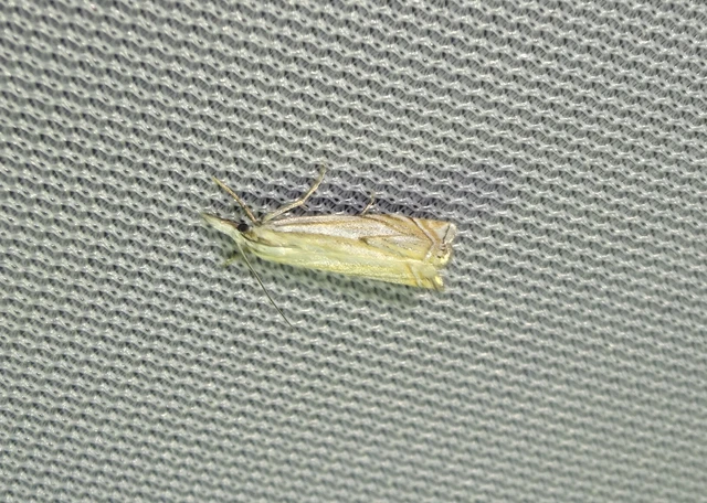 Crambus lathoniellus - mezei fűgyökérmoly