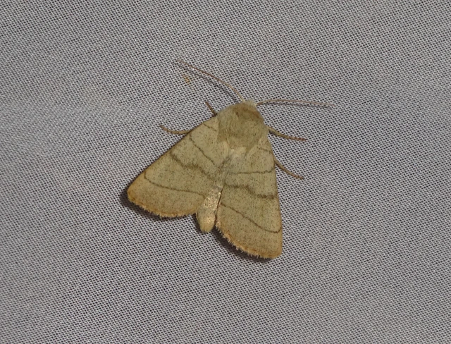 Charanyca trigrammica - háromsávos lombbagoly
