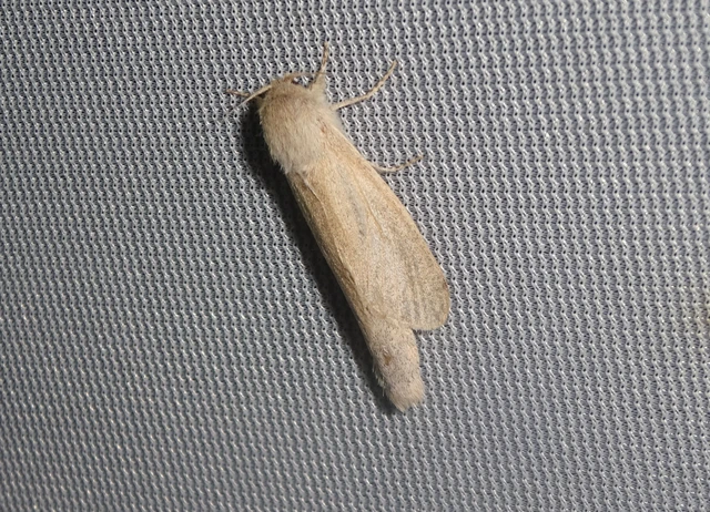 Phragmataecia castaneae - nádfúrólepke