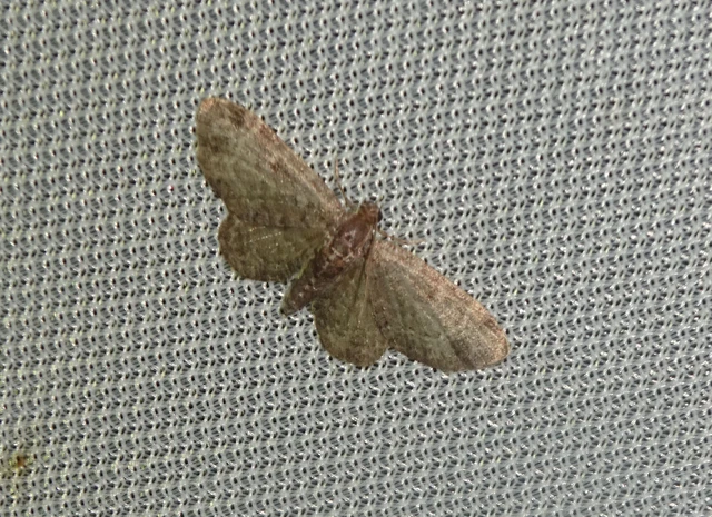 Pasiphila chloerata - hamvas törpearaszoló