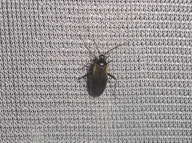 Adelphocoris seticornis - szegélyes mezeipoloska