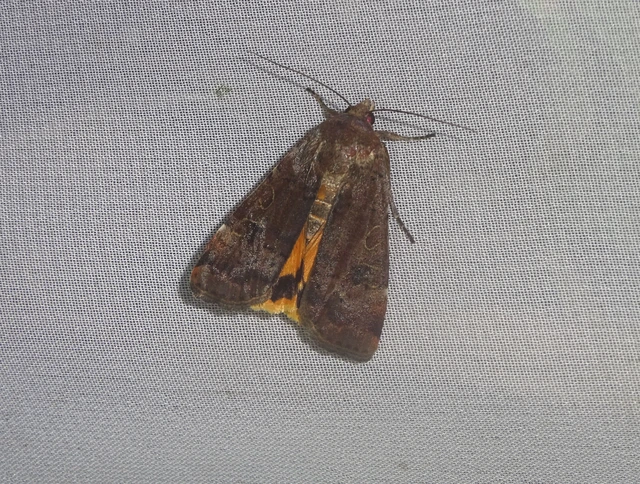 Noctua interposita - köztes sárgafűbagoly