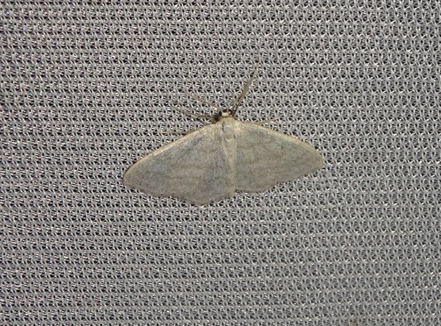 Idaea subsericeata - ötvonalas apróaraszoló