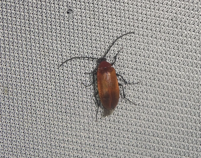 Pseudocistela ceramboides - narancssárga alkonybogár