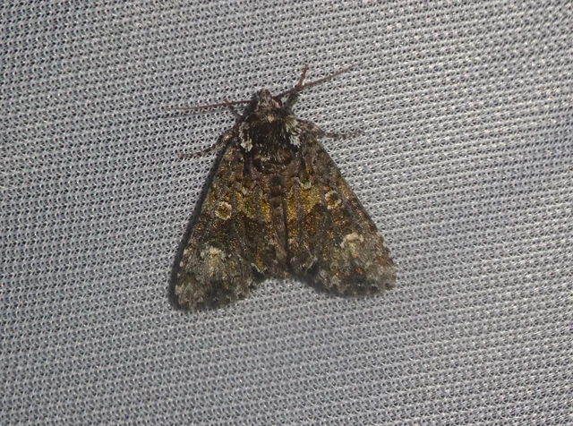 Craniophora ligustri - fagyalbagoly