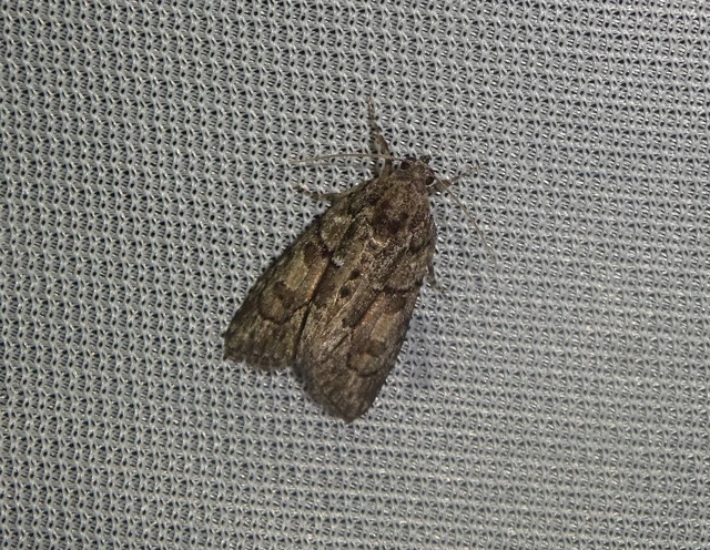 Cryphia fraudatricula - homoki zuzmóbagoly