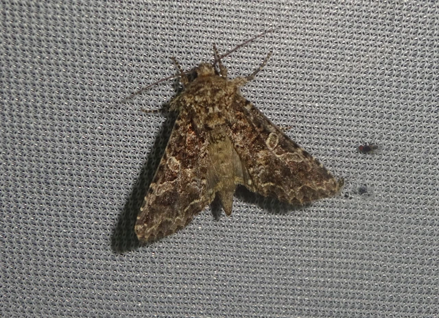 Hadena bicruris/capsincola