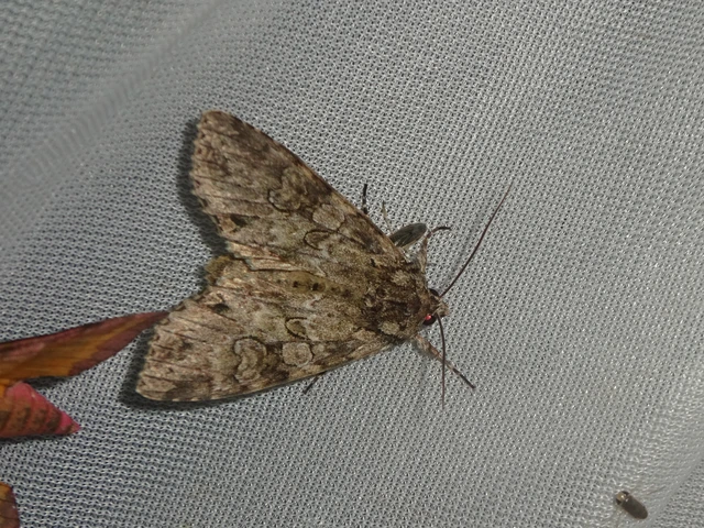 Polia nebulosa - ködfoltos bagoly