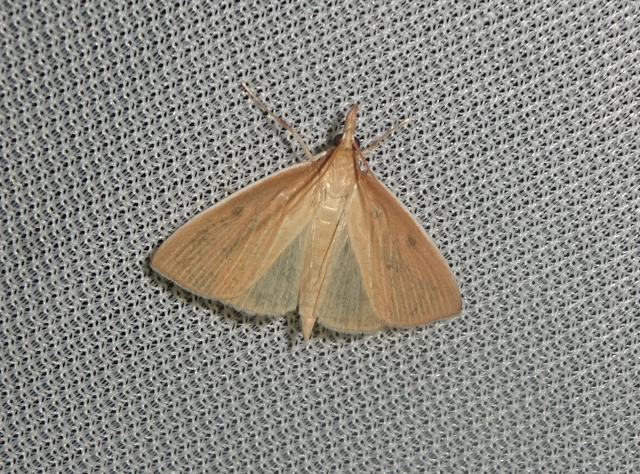 Sclerocona acutellus - hegyesszárnyú tűzmoly