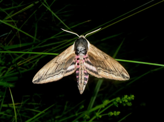 Sphinx ligustri - fagyalszender