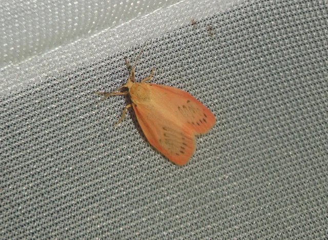 Miltochrista miniata - piros medvelepke