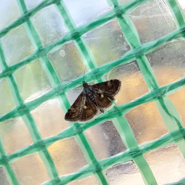 Heliothela wulfeniana - fényes kormosmoly