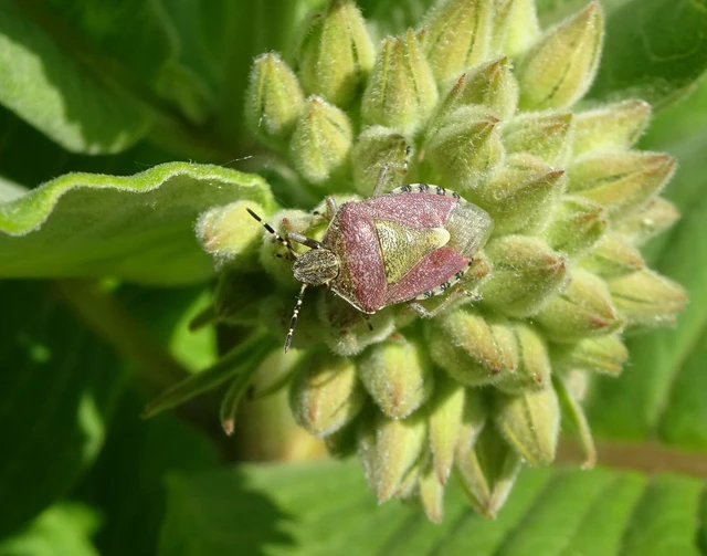 Dolycoris baccarum - közönséges bogyómászó-poloska Dolycoris baccarum - közönséges bogyómászó-poloska