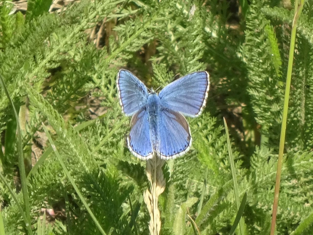 Polyommatus bellargus - égszínű boglárka