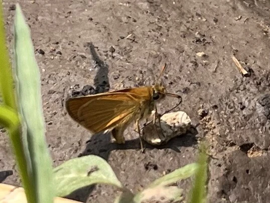 Thymelicus lineola - vonalas busalepke