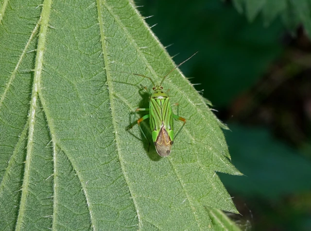 Mermitelocerus schmidtii